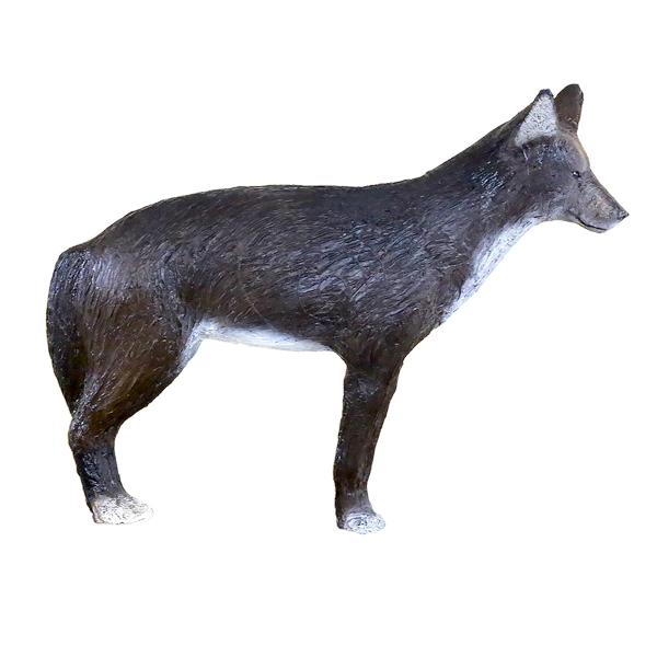 Coyote